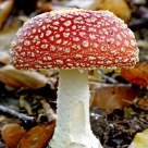fly agaric